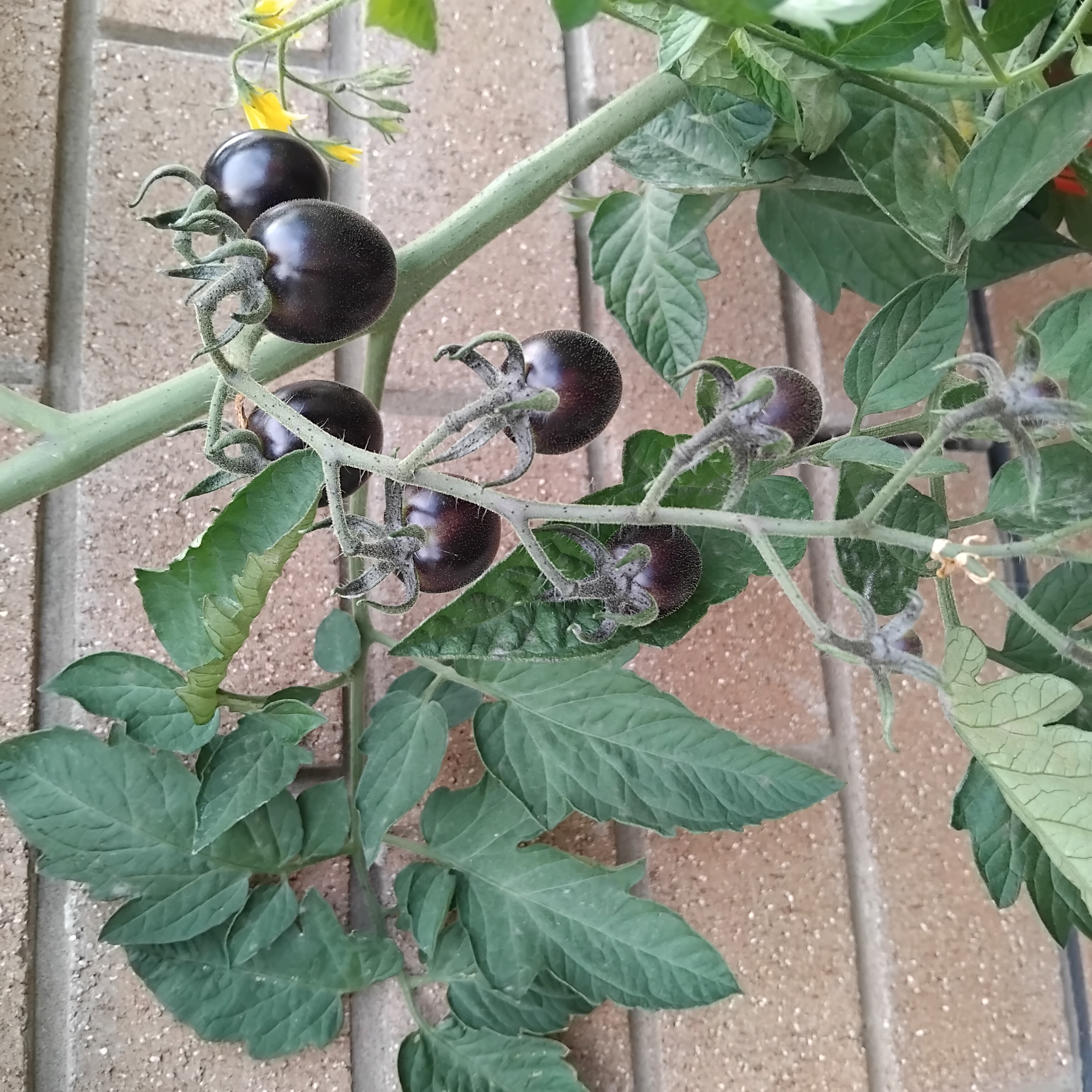 Tomato Seeds - Yoom Purple Cocktail