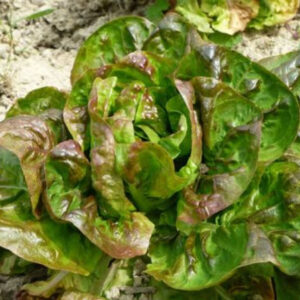 Lettuce Seeds Heirloom - Perella Rougette Montpellier