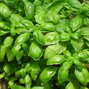 Basil Seeds - Genovese Giant