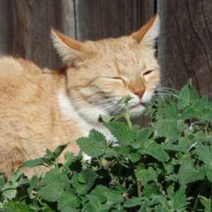 Catnip Seeds $1 (Heirloom)
