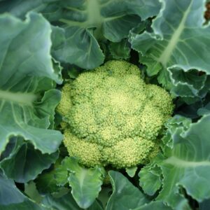 Cauliflower Seeds - Green Macerata