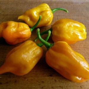 Chilli Seeds - Habanero Yellow