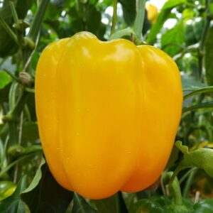 Capsicum Seeds - Yellow