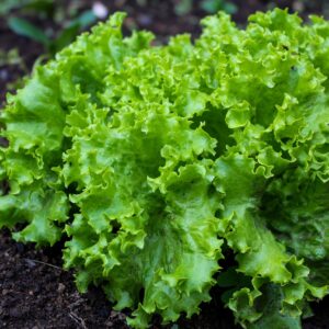 Lettuce Seeds - Green Frilly