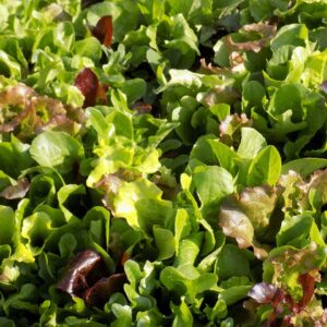 Mesclun Lettuce Blend Seeds