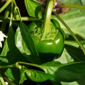 Capsicum Seeds - Green