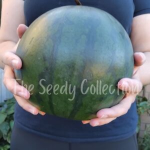 Watermelon Seeds- Red