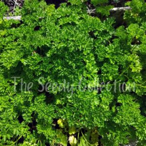 Parsley Seeds - Triple Moss Curled