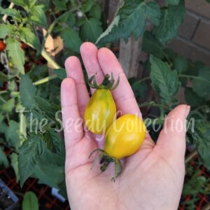 Tomato Seeds - Yellow Pear Heirloom