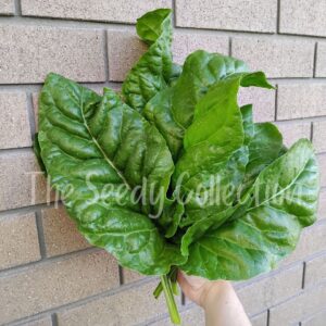 Spinach Seeds - Sprinter