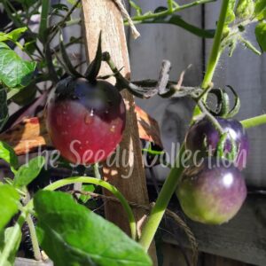 Tomato Seeds - Indigo Ruby