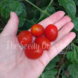 Tomato Seeds - Sweet Angel