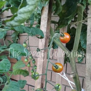 Tomato Seeds - Sweet 100