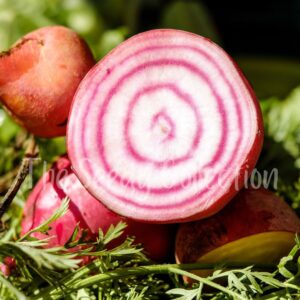 Beetroot Seeds - Chioggia (Heirloom)