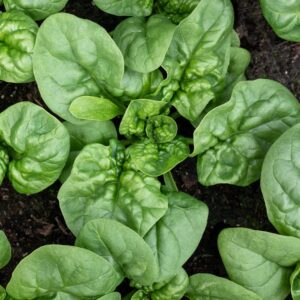 Spinach Seeds - Bloomsdale
