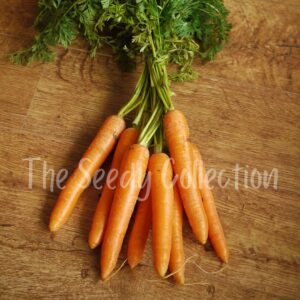 Carrot Seeds - Scarlet Nantes (Heirloom)