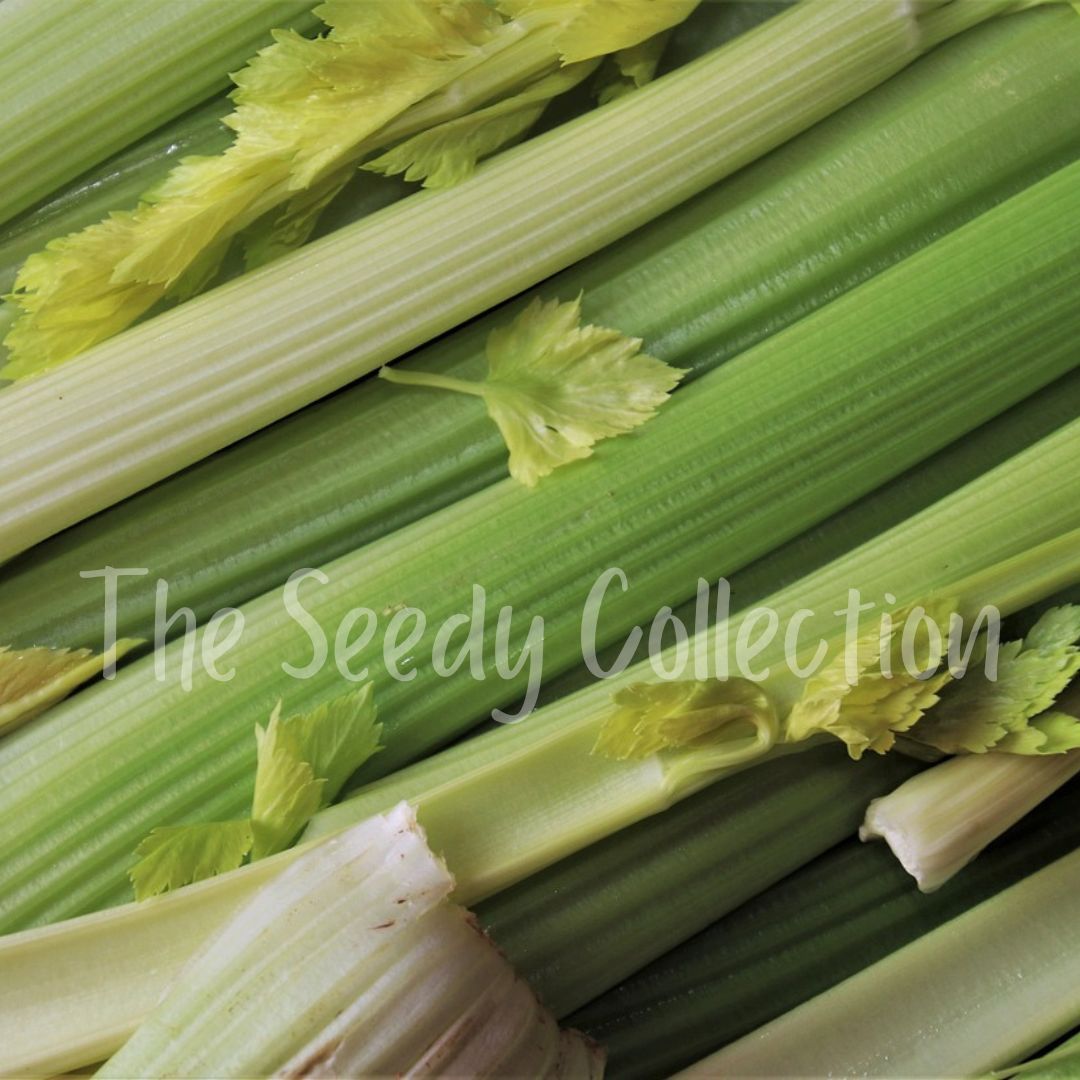 Celery Seeds - Giant Pascal (Heirloom) - The Seedy Collection