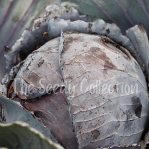 Cabbage Seeds - Red Express