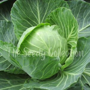 Cabbage Seeds - Copenhagen Market (Heirloom)