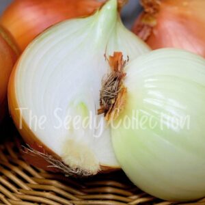 Onion Seeds - Italian Long Keeper (Heirloom)