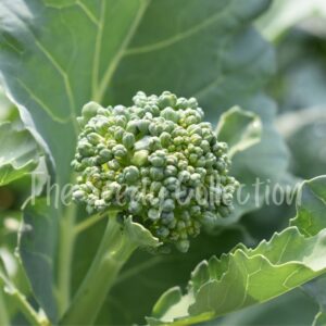 Broccoli Seeds - De Cicco (Heirloom)
