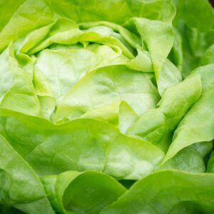 Lettuce Seeds - Buttercrunch (Heirloom)
