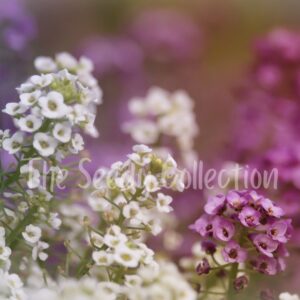 Alyssum Seeds - Magic Circles Mix