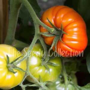 Tomato Seeds - Marmande (Heirloom)