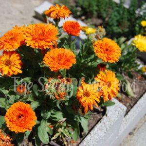 Calendula Seeds - Pacific Beauty Mix