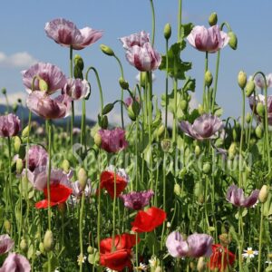 Poppy Seeds - Shirley Double Mix