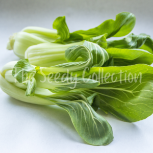 Pak Choi Seeds - Kwang Moon