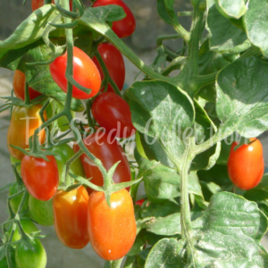 Tomato Seeds - San Marzano