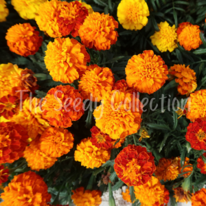 Marigold Seeds - Petite Mixed